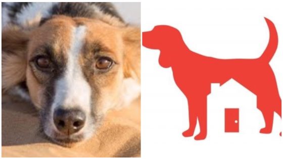 If You’re a Dog Lover, Join This Summer Foster Program for Helping Dogs!