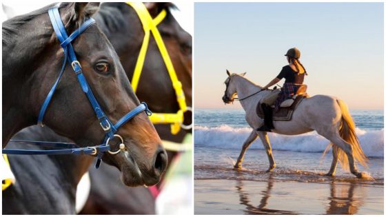 Top 5 Places to Go Horse Riding in Sharjah!
