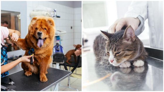 Top 5 Vets You Can Take Your Pets to in Sharjah!