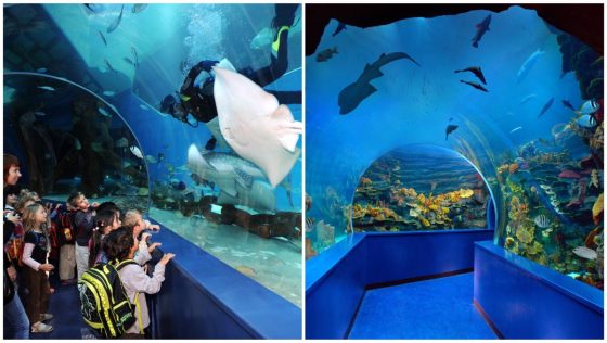 Here’s How Sharjah’s Aquarium is Playing Its Part in Preserving The Marine Ecosystem ❤️