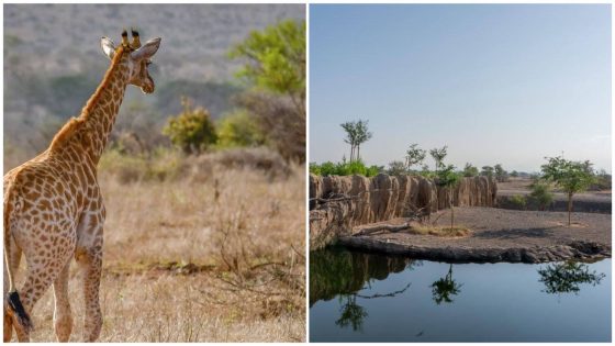 Sharjah Animal Safari Will be the LARGEST Safari in the World Outside Africa!