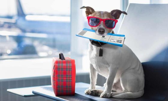 Great News! You Can Now Fly With Your Adorable Pets Through Etihad Airways!