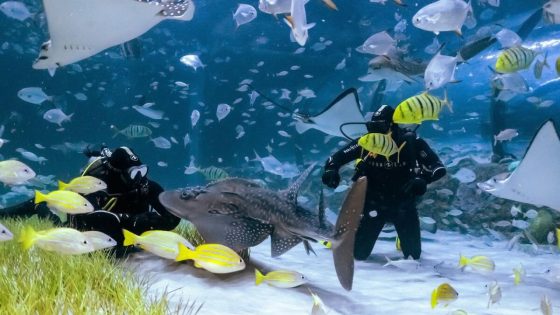 You Can Now Swim With Sharks at Abu Dhabi’s Largest Aquarium!