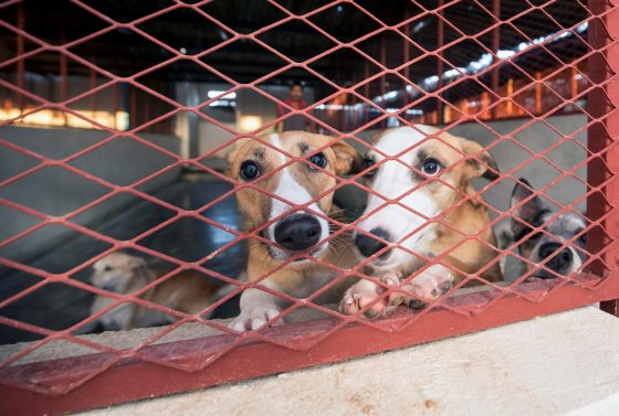 Wholesome News! A Member of the Royal Family Saves A Stray Dog Shelter From Being Evicted!